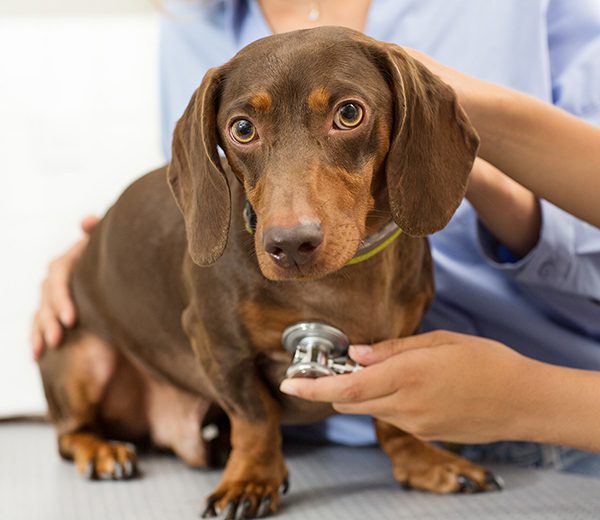 dachsund with stethoscope on table
