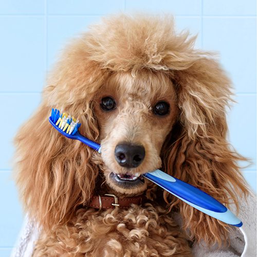 Dental Dog Toothbrush Fluffy