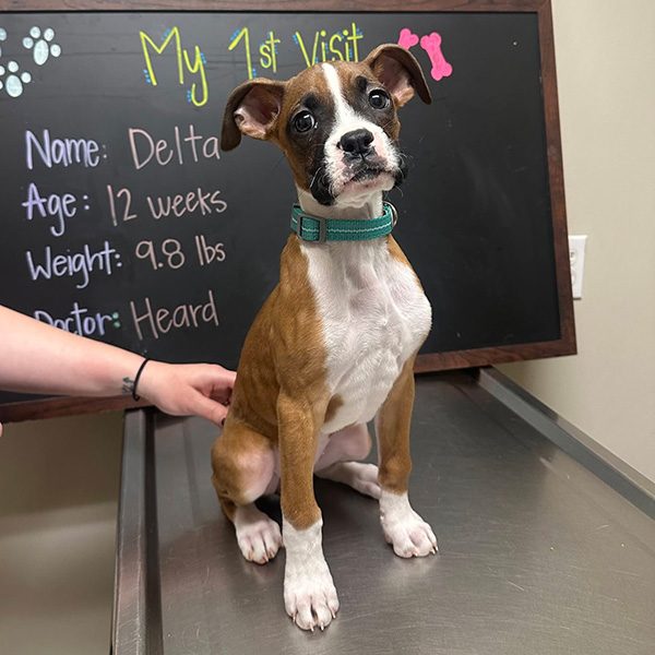 Dog Getting Vet Exam