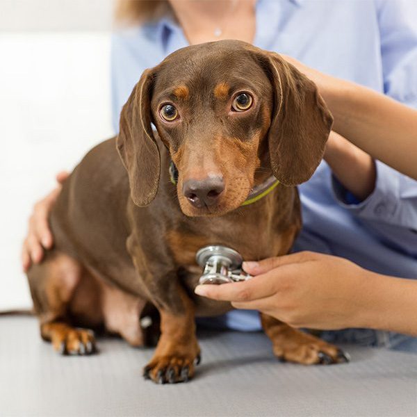 dachsund-with-stethoscope-on-table